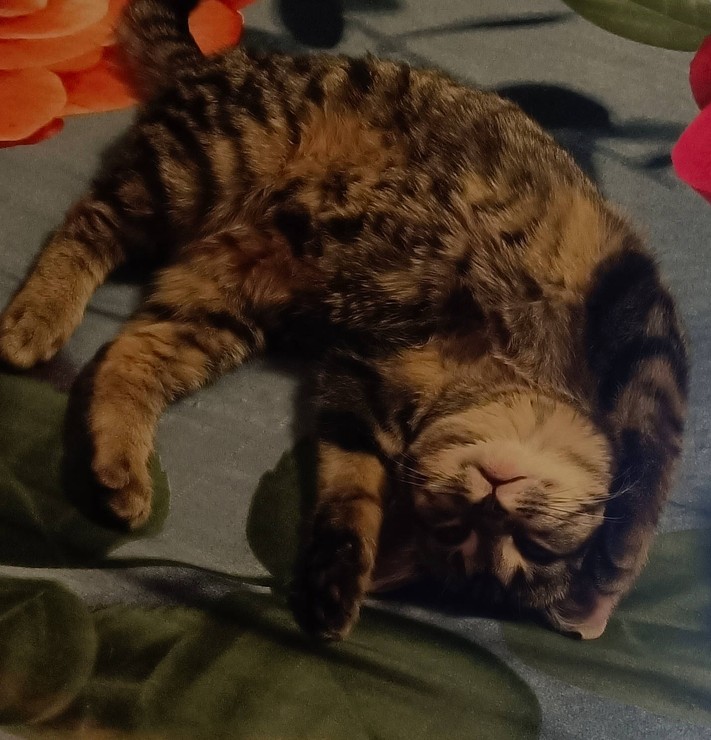 Magui participe au concours pour gagner de l'argent avec cette photo : balloon, carnivore, cat, claw, comfort, domestic_short_haired_cat, eye, felidae, foot, fur, metal, nap, paw, sleep, small_to_medium_sized_cats, snout, tail, terrestrial_animal, whiskers, wildlife