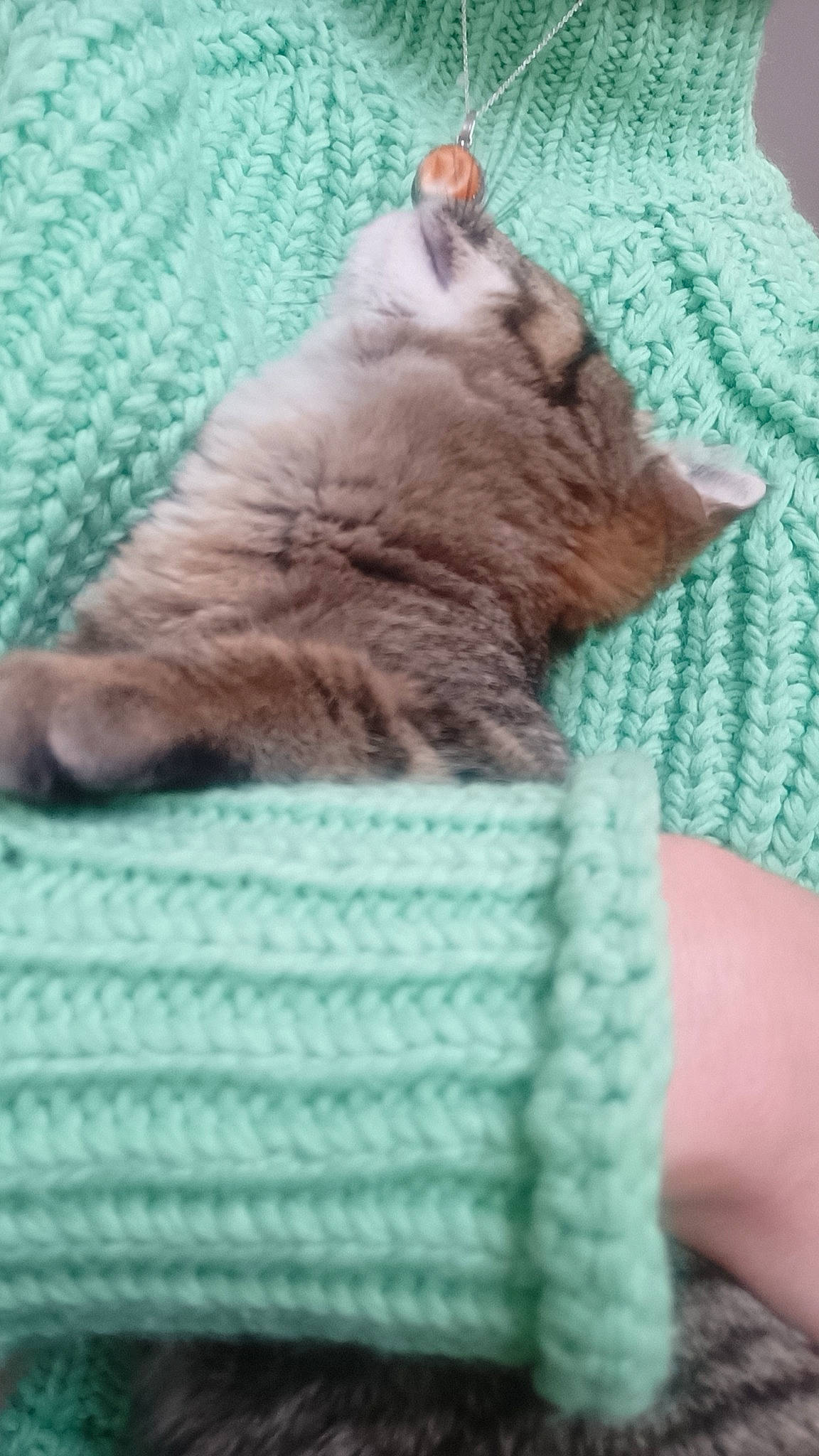 Magui participe au concours pour gagner de l'argent avec cette photo : aqua, blue, carnivore, cat, comfort, domestic_short_haired_cat, electric_blue, fawn, felidae, fur, green, pattern, paw, small_to_medium_sized_cats, tail, thread, whiskers, wool, woolen, woven_fabric