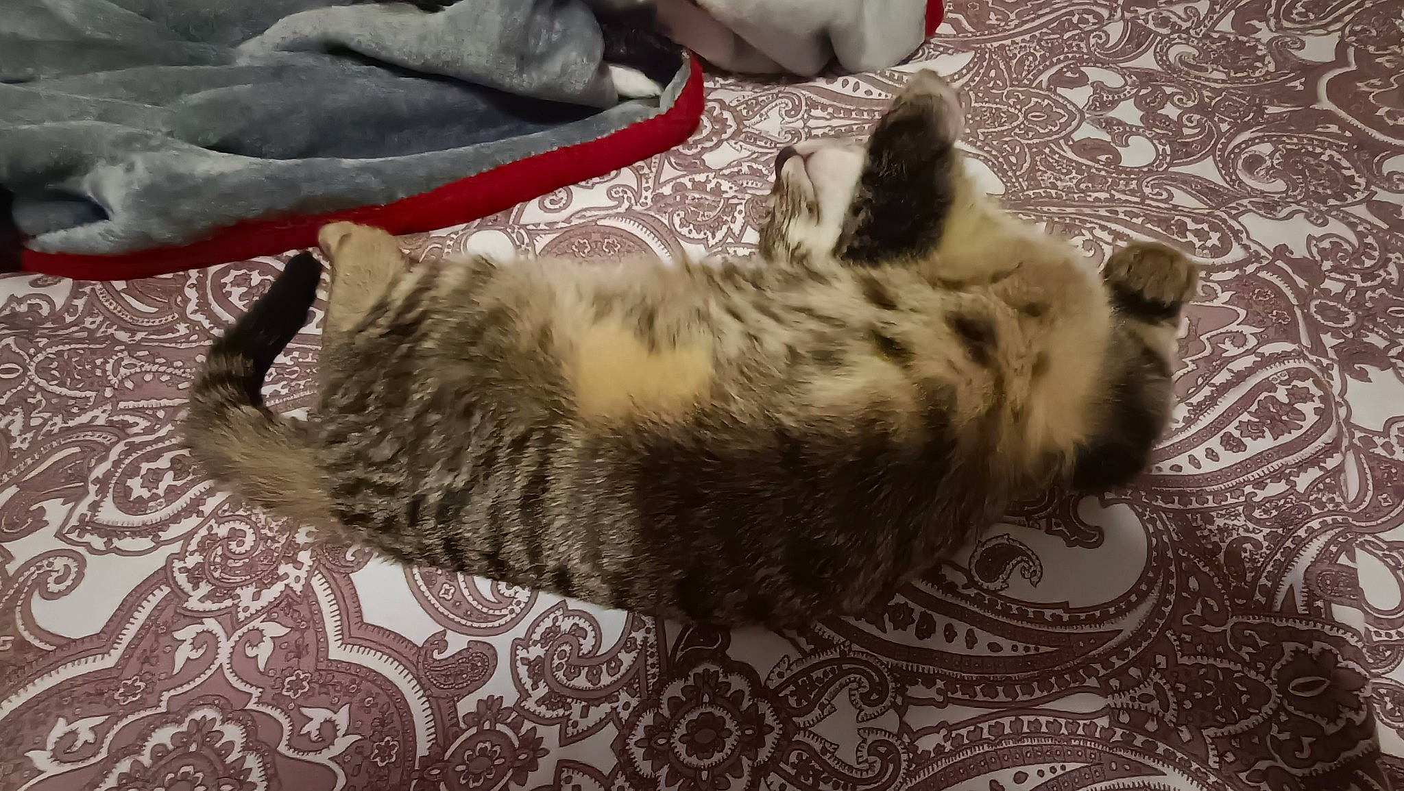 Magui participe au concours pour gagner de l'argent avec cette photo : carnivore, cat, comfort, domestic_short_haired_cat, felidae, flooring, fur, grey, hardwood, linens, nap, paw, small_to_medium_sized_cats, tail, terrestrial_animal, whiskers, wood