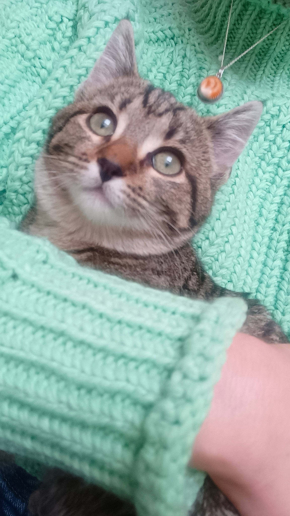 Magui participe au concours pour gagner de l'argent avec cette photo : carnivore, cat, cat_supply, domestic_short_haired_cat, eye, felidae, fur, green, linens, pattern, photo_caption, small_to_medium_sized_cats, snout, tail, terrestrial_animal, tree, whiskers, wool, woolen, woven_fabric