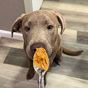 Ivy And Paisley joined the competition — help win amazing prizes! puppy, dog, peanut_butter, spoon, hand, nail_polish, flooring, indoor, curious, brown_fur, pet, waiting, close_up, focus, animal, kitchen, background_blur, cute, domestic_animal, canine