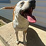 Ivy And Paisley is registered to the contest to win money with this photo: dog, tongue, happy, outdoor, porch, sunlight, pet, canine, smiling, concrete, shadow, siding, window, closeup, animal, daylight, fur, muzzle, nose, ears