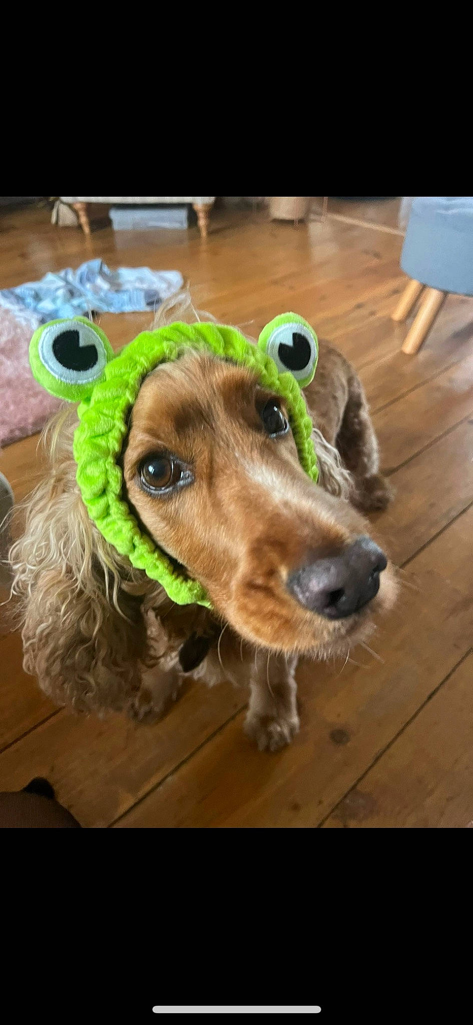 Marley is registered to the contest to win money with this photo: canidae, carnivore, collar, companion_dog, dog, dog_breed, dog_collar, dog_supply, eyewear, fashion_accessory, fawn, flooring, hardwood, leash, liver, pet_supply, retriever, whiskers, wood, working_animal