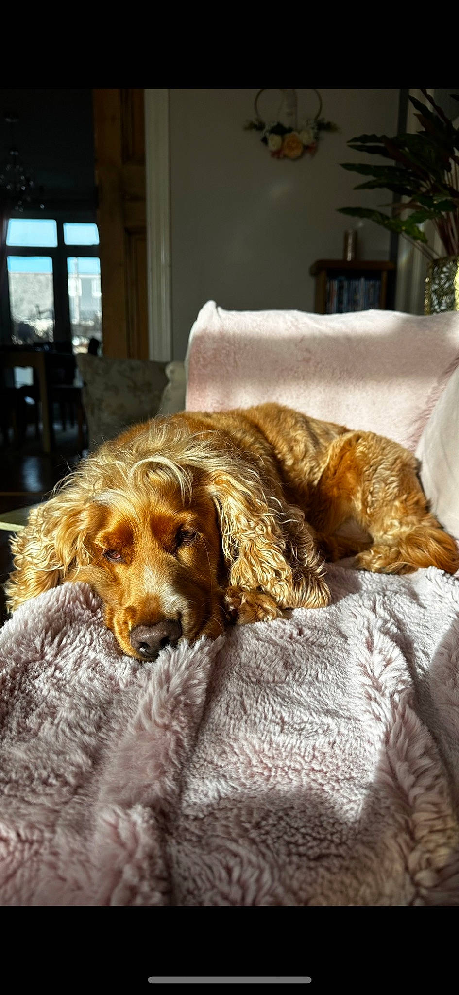 Marley is registered to the contest to win money with this photo: canidae, carnivore, chair, comfort, companion_dog, dog, dog_breed, fawn, fur, gun_dog, houseplant, linens, liver, metal, plant, retriever, spaniel, sporting_group, wood, working_animal