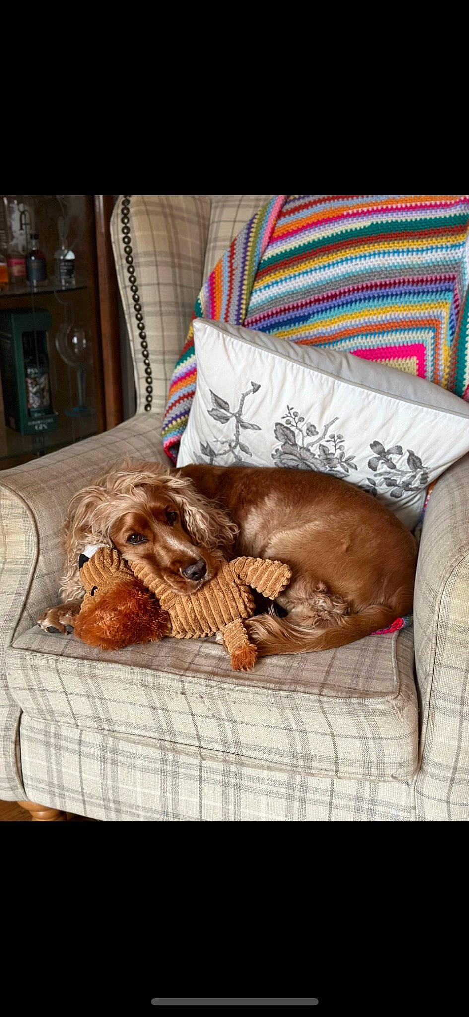 Marley joined the competition — help win amazing prizes! bedding, canidae, carnivore, comfort, companion_dog, dog, dog_breed, dog_supply, fawn, felidae, fur, linens, liver, nap, pet_supply, room, spaniel, sporting_group, toy_dog, working_animal