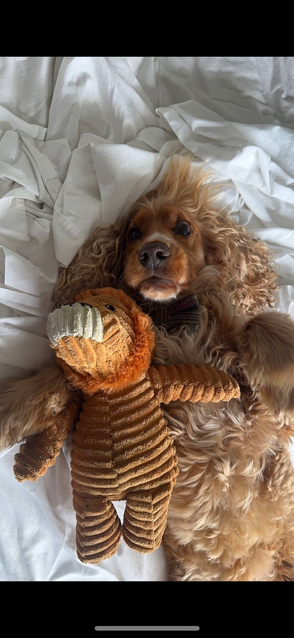 Marley joined the competition — help win amazing prizes! art, canidae, companion_dog, costume, dog_breed, fawn, fictional_character, fur, liver, mask, snout, sporting_group, stuffed_toy, terrestrial_animal, toy, wildlife, working_animal