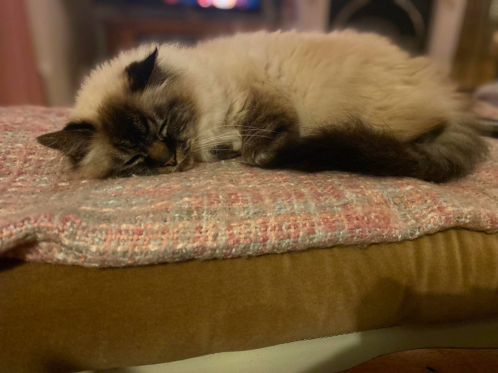 Oscar joined the competition — help win amazing prizes! balinese, birman, carnivore, cat, claw, comfort, domestic_short_haired_cat, felidae, fur, hardwood, linens, nap, paw, siamese, small_to_medium_sized_cats, tail, terrestrial_animal, thai, tonkinese, whiskers