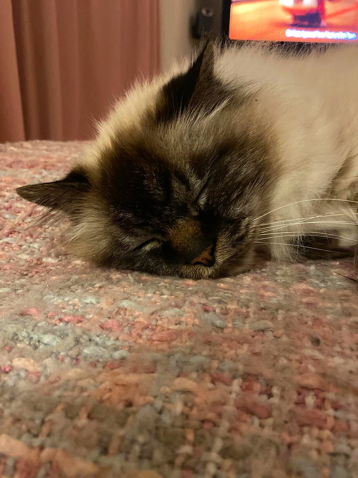 Oscar is registered to the contest to win money with this photo: carnivore, cat, claw, eye, fawn, felidae, floor, flooring, fur, grass, hardwood, iris, nap, paw, siamese, small_to_medium_sized_cats, snout, tail, terrestrial_animal, whiskers