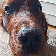 Django participe au concours pour gagner de l'argent avec cette photo : animal, brown_dog, canine, close_up, cozy, dog, domestic_animal, eyes, face, fur, home, indoor, looking, nose, pet, portrait, resting, snout, whiskers, wood_floor