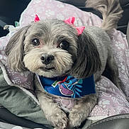 Izzy joined the competition — help win amazing prizes! dog, pet, small_dog, gray_fur, pink_bows, bandana, cute, animal, indoors, car_interior, seat, cushion, paw_print_pattern, looking_up, fluffy, companion, adorable, relaxed, close_up, friendly
