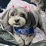 dog, pet, small_dog, gray_fur, pink_bows, bandana, cute, animal, indoors, car_interior, seat, cushion, paw_print_pattern, looking_up, fluffy, companion, adorable, relaxed, close_up, friendly