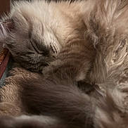 Mochi joined the competition — help win amazing prizes! cat, sleeping, fluffy, fur, close_up, pet, domestic_cat, whiskers, ear, paw, blanket, cozy, indoor, bed, nap, relaxed, curled, soft_texture, portrait, feline