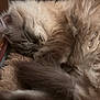cat, sleeping, fluffy, fur, close_up, pet, domestic_cat, whiskers, ear, paw, blanket, cozy, indoor, bed, nap, relaxed, curled, soft_texture, portrait, feline
