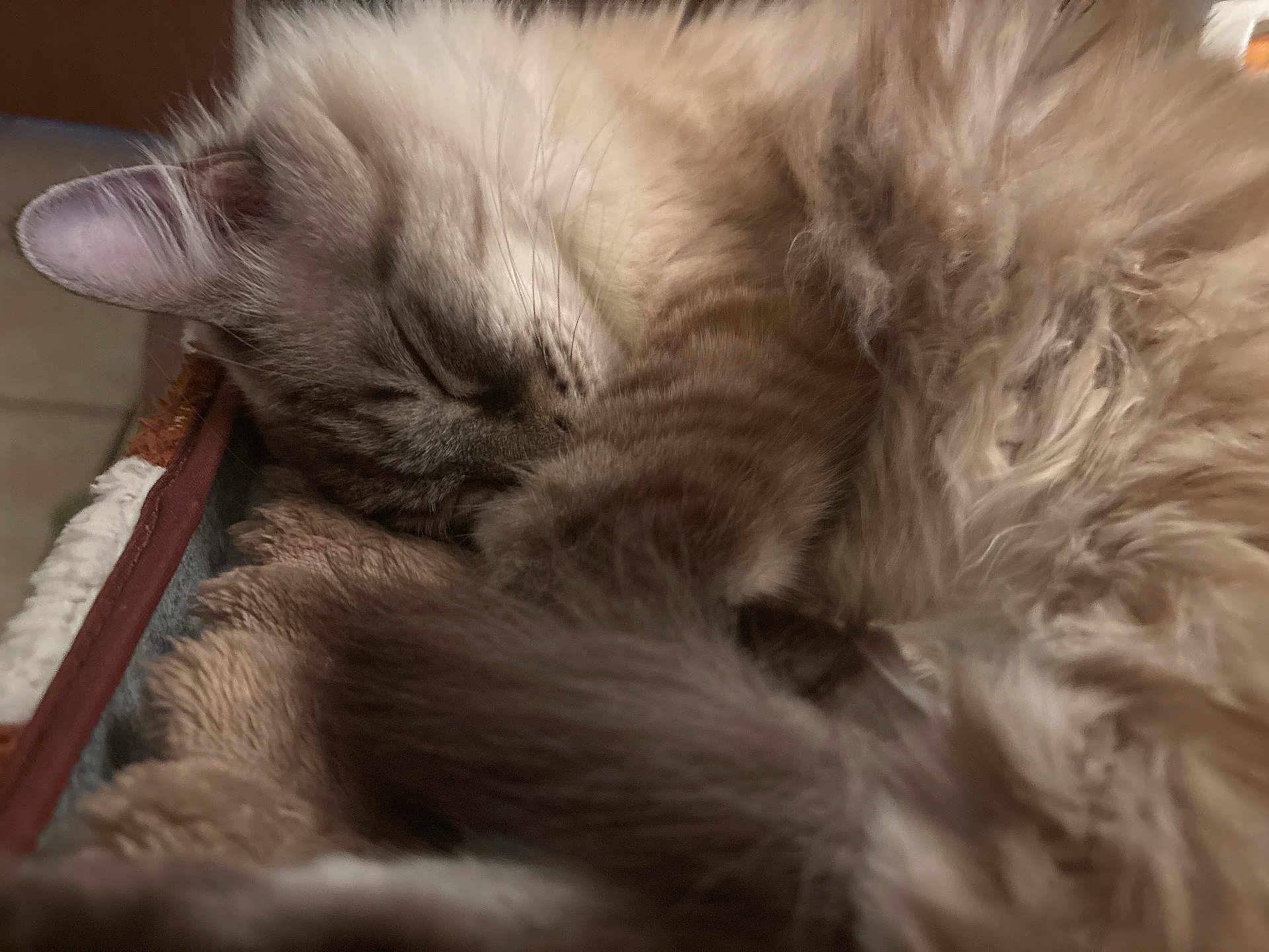 Mochi joined the competition — help win amazing prizes! cat, sleeping, fluffy, fur, close_up, pet, domestic_cat, whiskers, ear, paw, blanket, cozy, indoor, bed, nap, relaxed, curled, soft_texture, portrait, feline