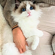 Aku a rejoint le concours — aidez-le/la à gagner de superbes lots ! adorable, blanket, blue_eyes, cat, closeup, cozy, cuddling, fluffy, fur_texture, indoor, kitten, paw, person_hand, pet, pink_nose, portrait, relaxed, sweater, tufts, white_fur