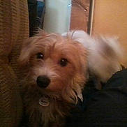 Sissi a rejoint le concours — aidez-le/la à gagner de superbes lots ! animal, black_nose, blurred, brown_fur, collar, cozy, cute, dog, floor, fluffy, furniture, home, indoor, knitted_blanket, person_leg, pet, sitting, small_dog, tail, wall