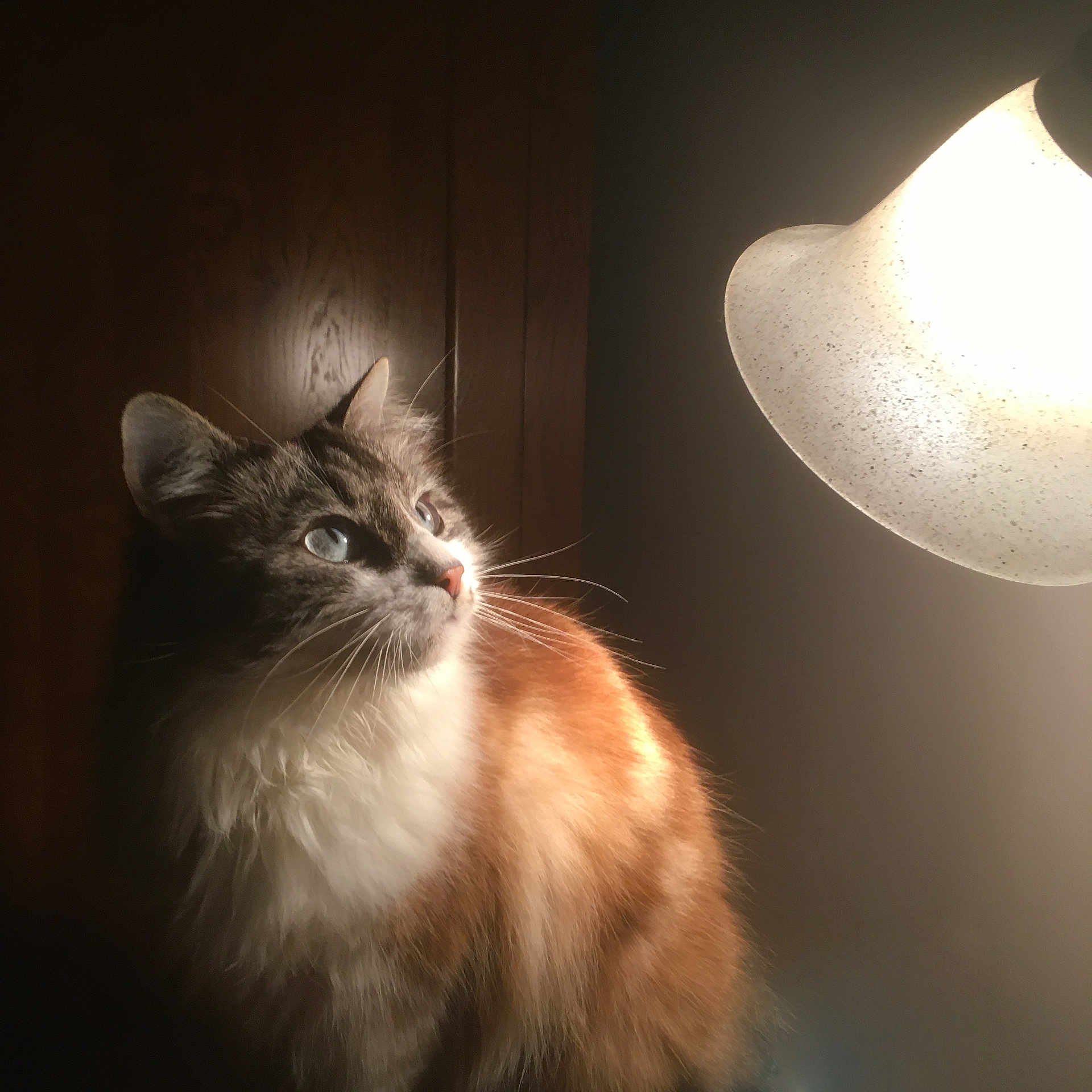Nala participe au concours pour gagner de l'argent avec cette photo : animal, cat, closeup, cozy, curious, domestic, eyes, feline, fluffy, fur, glowing, indoor, lamp, light, pet, portrait, soft_light, warm_light, whiskers, wooden_wall