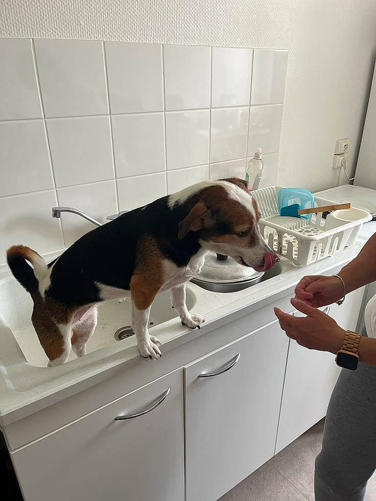 Praline participe au concours pour gagner de l'argent avec cette photo : cabinetry, carnivore, comfort, companion_dog, dog, dog_breed, floor, flooring, hardwood, kitchen, pet_supply, room, scent_hound, sporting_group, tail, watch, working_dog