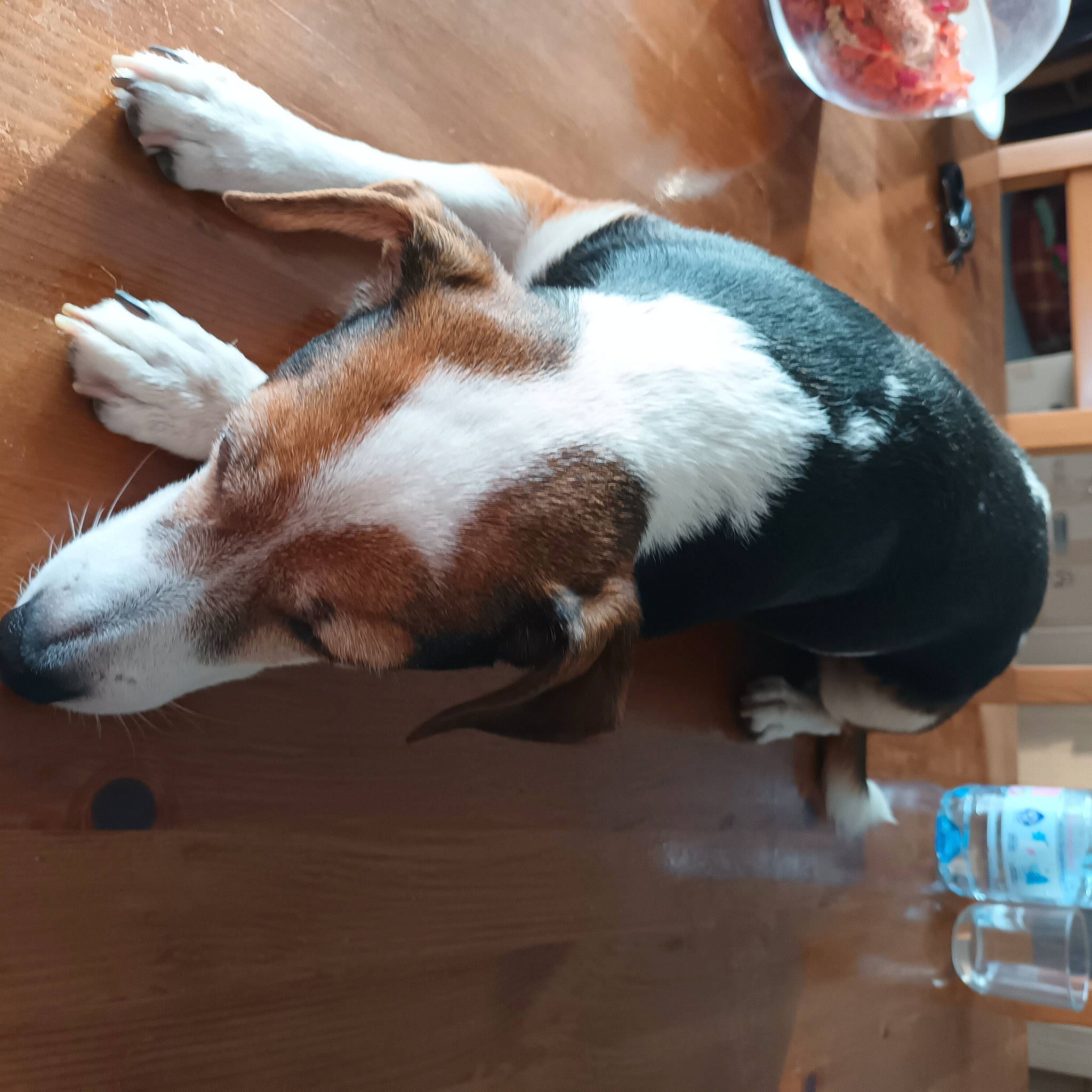 Praline participe au concours pour gagner de l'argent avec cette photo : canidae, carnivore, comfort, companion_dog, dog, dog_breed, fawn, felidae, flooring, fur, hardwood, small_to_medium_sized_cats, snout, sporting_group, tableware, tail, terrestrial_animal, whiskers, wood, working_animal