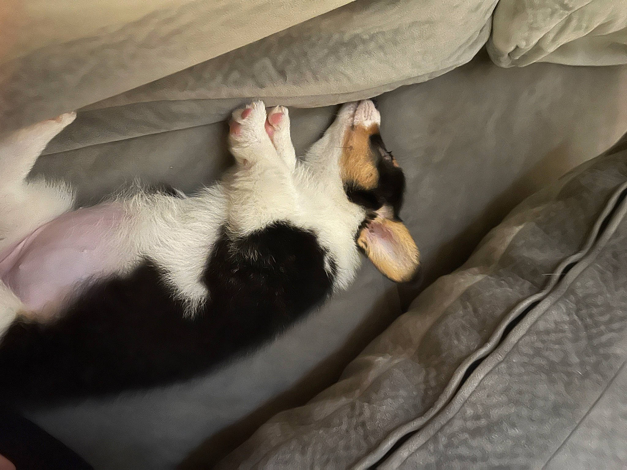 Ruby joined the competition — help win amazing prizes! canidae, carnivore, cat, claw, comfort, companion_dog, couch, dog_breed, domestic_short_haired_cat, fawn, felidae, fur, human_leg, linens, nap, paw, small_to_medium_sized_cats, sporting_group, tail, whiskers