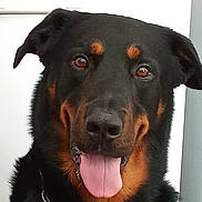 Sully a rejoint le concours — aidez-le/la à gagner de superbes lots ! dog, black_dog, brown_markings, tongue_out, close_up, pet, canine, friendly, happy, ears, fur, animal, companion, domestic_animal, portrait, looking_at_camera, indoor, collar, muzzle, face