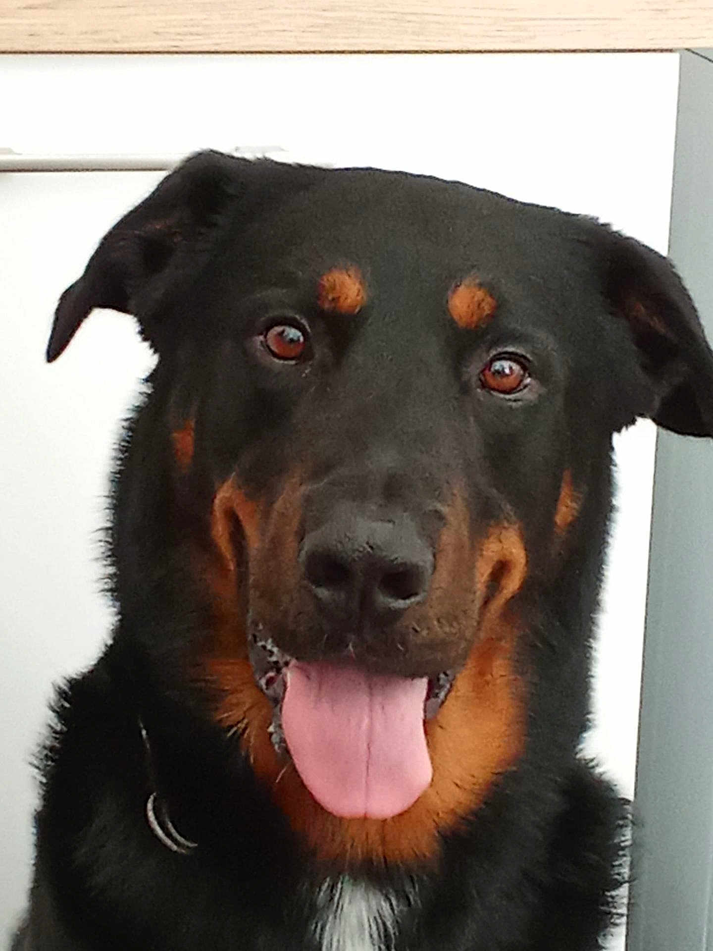 Sully a rejoint le concours — aidez-le/la à gagner de superbes lots ! dog, black_dog, brown_markings, tongue_out, close_up, pet, canine, friendly, happy, ears, fur, animal, companion, domestic_animal, portrait, looking_at_camera, indoor, collar, muzzle, face