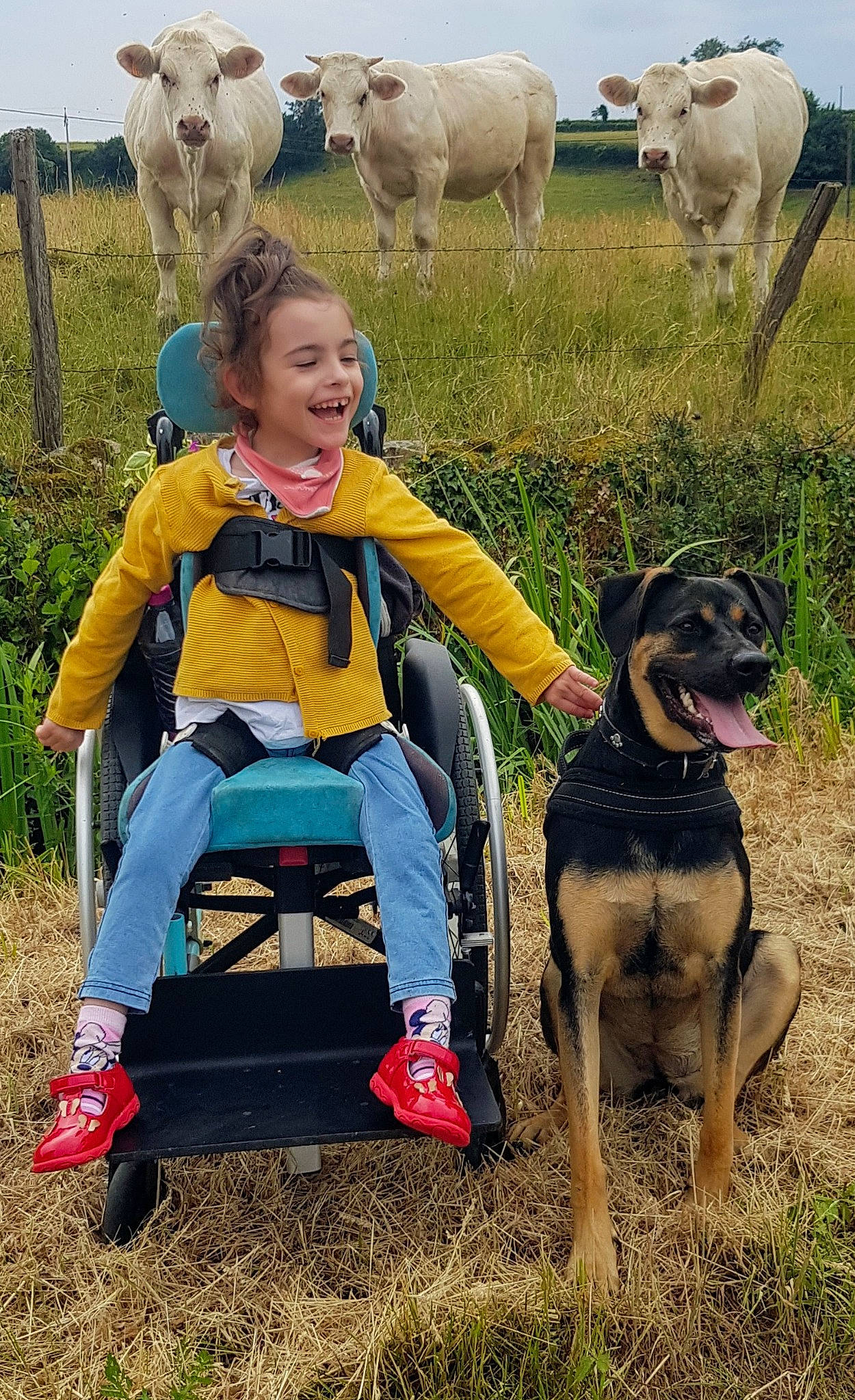 Charlie participe au concours pour gagner de l'argent avec cette photo : carnivore, companion_dog, dog, dog_breed, fawn, fence, grass, grassland, grazing, joy, livestock, mammal, pasture, people_in_nature, person, plant, recreation, sheep, smile, sporting_group