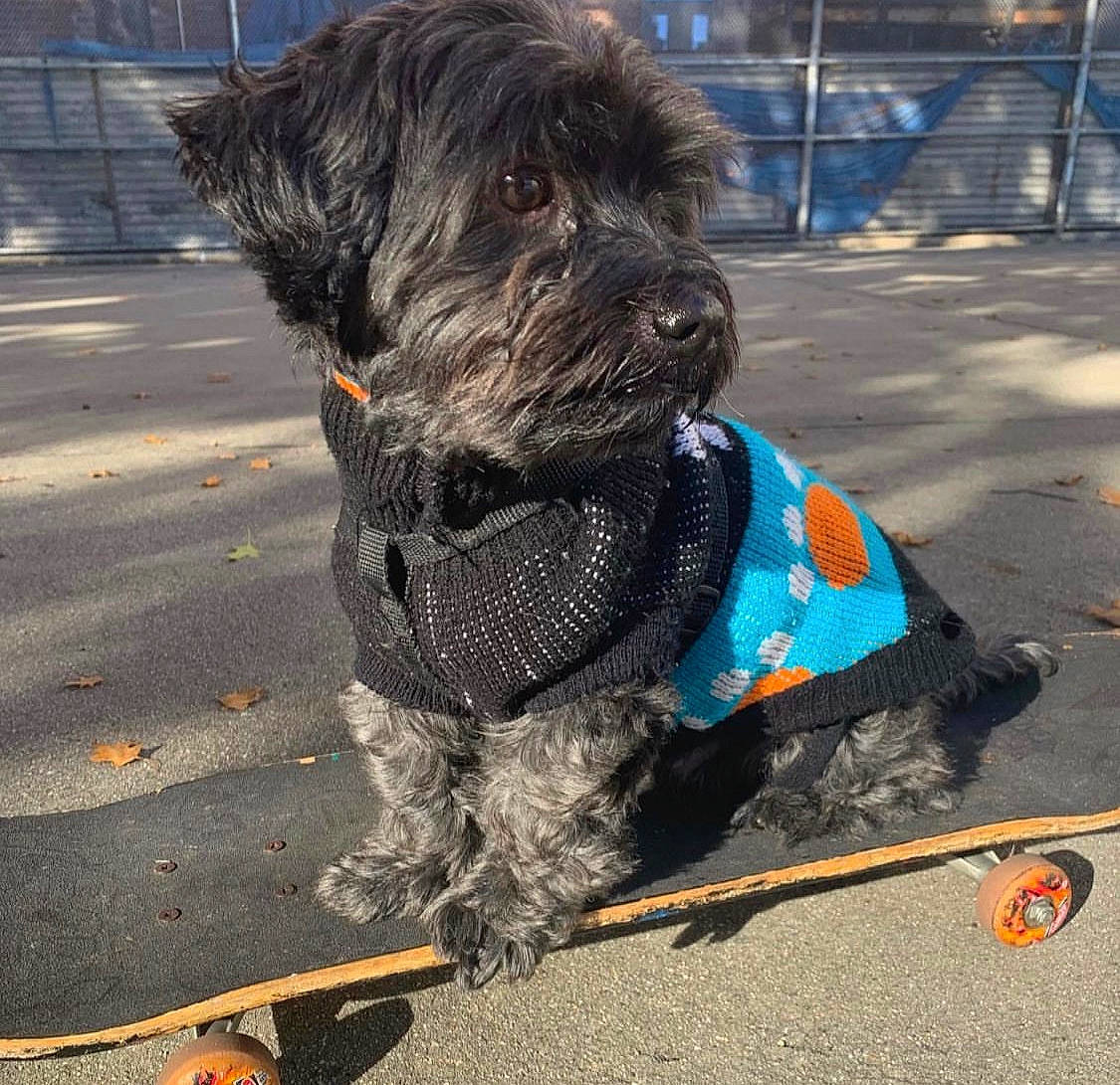 Simba is registered to the contest to win money with this photo: canidae, carnivore, collar, companion_dog, dog, dog_breed, dog_clothes, dog_collar, dog_supply, fur, leash, schnauzer, small_terrier, snout, sporting_group, standard_schnauzer, terrier, toy_dog, water_dog, working_animal