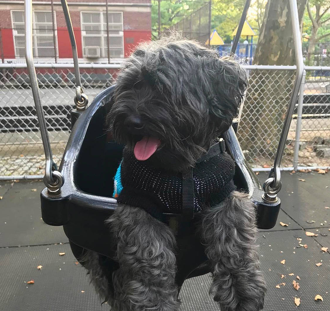 Simba is registered to the contest to win money with this photo: canidae, carnivore, collar, companion_dog, dog, dog_breed, dog_collar, dog_supply, fence, fur, mammal, schnauzer, small_terrier, snout, sporting_group, tail, terrier, toy_dog, water_dog, working_animal