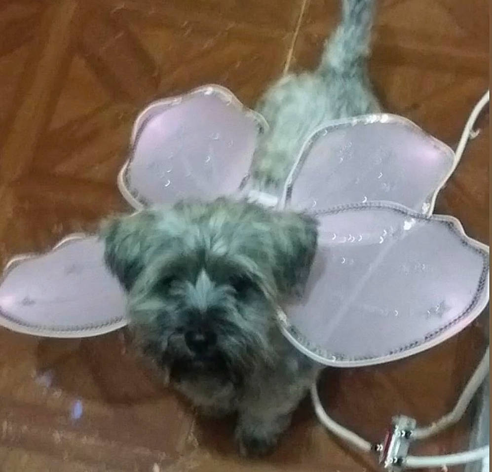 Simba is registered to the contest to win money with this photo: canidae, carnivore, companion_dog, dog, dog_breed, dog_supply, fawn, fur, glass, liver, maltepoo, non_sporting_group, pet_supply, serveware, small_terrier, sporting_group, toy_dog, working_animal