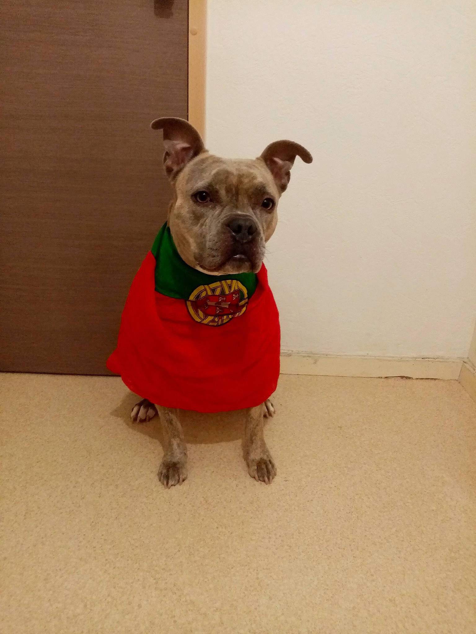 Oly a rejoint le concours — aidez-le/la à gagner de superbes lots ! canidae, carnivore, collar, companion_dog, dog, dog_breed, dog_clothes, dog_collar, dog_supply, fashion_accessory, fawn, flooring, grey, pet_supply, snout, sporting_group, tail, toy_dog, whiskers, working_animal