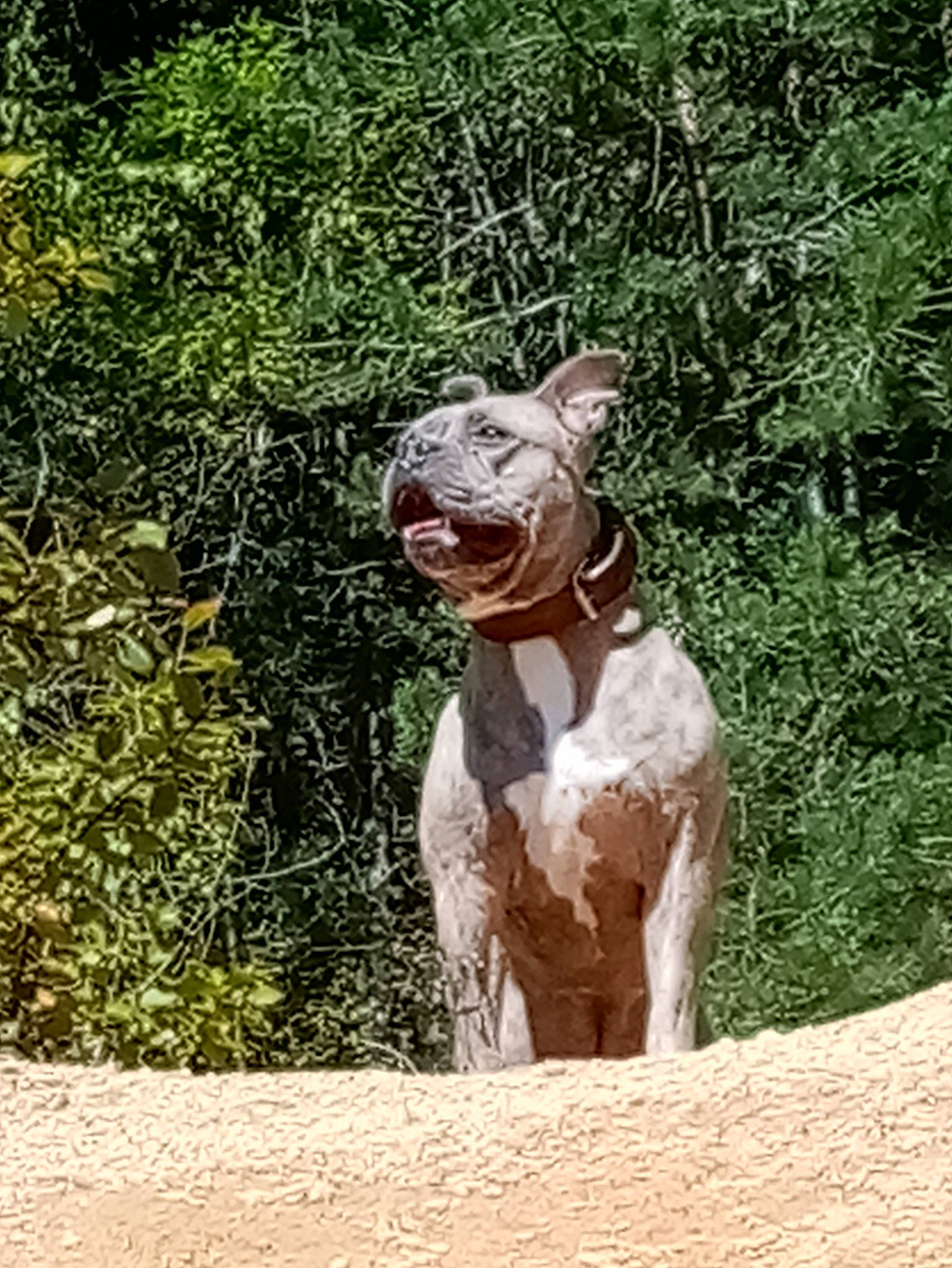 Oly participe au concours pour gagner de l'argent avec cette photo : art, braque_francais, canidae, carnivore, companion_dog, dog, dog_breed, dog_collar, fawn, grass, liver, plant, sculpture, snout, soil, sporting_group, terrestrial_animal, trunk, wood, working_animal