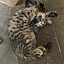 Dottie joined the competition — help win amazing prizes! cat, tabby, stretching, paws, fur, sleeping, mat, texture, indoor, pet, cute, animal, whiskers, relaxed, playful, claws, tail, resting, floor, feline