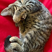 Dottie is registered to the contest to win money with this photo: cat, kitten, tabby, feline, pet, sleeping, curled_up, paw, tail, striped, fur, whiskers, red_background, resting, cute, domestic_animal, animal, soft, relaxed, indoors