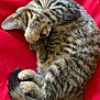 cat, kitten, tabby, feline, pet, sleeping, curled_up, paw, tail, striped, fur, whiskers, red_background, resting, cute, domestic_animal, animal, soft, relaxed, indoors