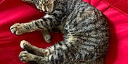 Dottie joined the competition — help win amazing prizes! cat, tabby, sleeping, red_chair, indoor, pet, feline, resting, striped, fur, cute, relaxed, animal, cozy, soft, paw, whiskers, tail, comfort, chair