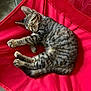 cat, tabby, sleeping, red_chair, indoor, pet, feline, resting, striped, fur, cute, relaxed, animal, cozy, soft, paw, whiskers, tail, comfort, chair