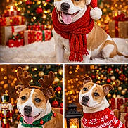 Nala a rejoint le concours — aidez-le/la à gagner de superbes lots ! dog, christmas, holiday, festive, santa_hat, scarf, reindeer_antlers, jingle_bells, christmas_sweater, decorations, christmas_tree, presents, lights, cozy, cute, pet, celebration, portrait, indoor, happy