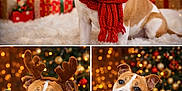Nala a rejoint le concours — aidez-le/la à gagner de superbes lots ! dog, christmas, holiday, festive, santa_hat, scarf, reindeer_antlers, jingle_bells, christmas_sweater, decorations, christmas_tree, presents, lights, cozy, cute, pet, celebration, portrait, indoor, happy