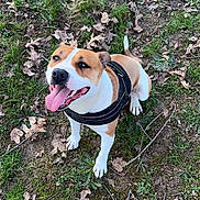 Nala participe au concours pour gagner de l'argent avec cette photo : dog, canine, pet, outdoor, grass, leaves, harness, happy, tongue_out, brown_and_white, sitting, nature, animal, ground, smiling, ears, paw, tail, daylight, closeup