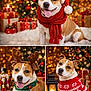 Nala a rejoint le concours — aidez-le/la à gagner de superbes lots ! dog, christmas, holiday, festive, santa_hat, scarf, reindeer_antlers, jingle_bells, christmas_sweater, decorations, christmas_tree, presents, lights, cozy, cute, pet, celebration, portrait, indoor, happy