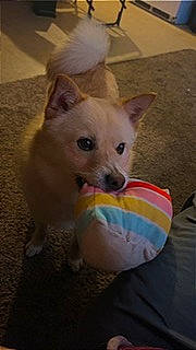 Neko is registered to the contest to win money with this photo: canidae, carnivore, comfort, companion_dog, dog, dog_breed, dog_supply, fawn, fur, non_sporting_group, snout, sporting_group, terrestrial_animal, toy_dog, whiskers, working_animal