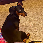 Lacey is registered to the contest to win money with this photo: dog, pet, carpet, indoor, brown, black, animal, canine, looking_back, ears, tail, sitting, floor, fur, domestic, cute, alert, companion, house, resting