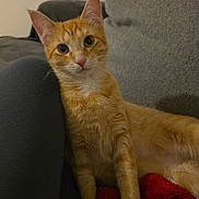 Arya a rejoint le concours — aidez-le/la à gagner de superbes lots ! blanket, cat, couch, cozy, cushion, domestic_animal, ears, eyes, fur, ginger_cat, human_leg, indoor, kitten, living_room, looking_at_camera, orange_tabby, pet, portrait, sitting, whiskers