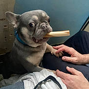 Reggie is registered to the contest to win money with this photo: animal, blue_wall, closeup, companion, curious, cute, dog, domestic, fabric, french_bulldog, human_hand, indoor, looking, paw, person, pet, resting, sitting, small_dog, treat