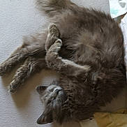 Chouette participe au concours pour gagner de l'argent avec cette photo : animal, bed, blanket, cat, cozy, cute, domestic_cat, feline, fluffy, fur, gray_cat, indoor, lying_down, nap, paw, pet, relaxed, resting, sleeping, soft