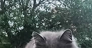 Chouette a rejoint le concours — aidez-le/la à gagner de superbes lots ! animal, calm, cat, closeup, eyes, fluffy, fur, gray_cat, greenery, mammal, moss, nature, outdoor, pet, portrait, resting, serious, stone_wall, tree, wildlife