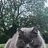 animal, calm, cat, closeup, eyes, fluffy, fur, gray_cat, greenery, mammal, moss, nature, outdoor, pet, portrait, resting, serious, stone_wall, tree, wildlife