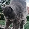 Chouette a rejoint le concours — aidez-le/la à gagner de superbes lots ! animal, cat, cloudy_sky, curious, daylight, feline, fluffy, fur, grass, gray_cat, greenery, mammal, nature, outdoor, paws, pet, roof, stone_wall, tree, walking
