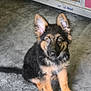 animal, attention, black, brown, cabinet, concrete, cute, dog, ears, eyes, fabric, floor, fur, german_shepherd, indoor, looking, pet, puppy, sitting, young